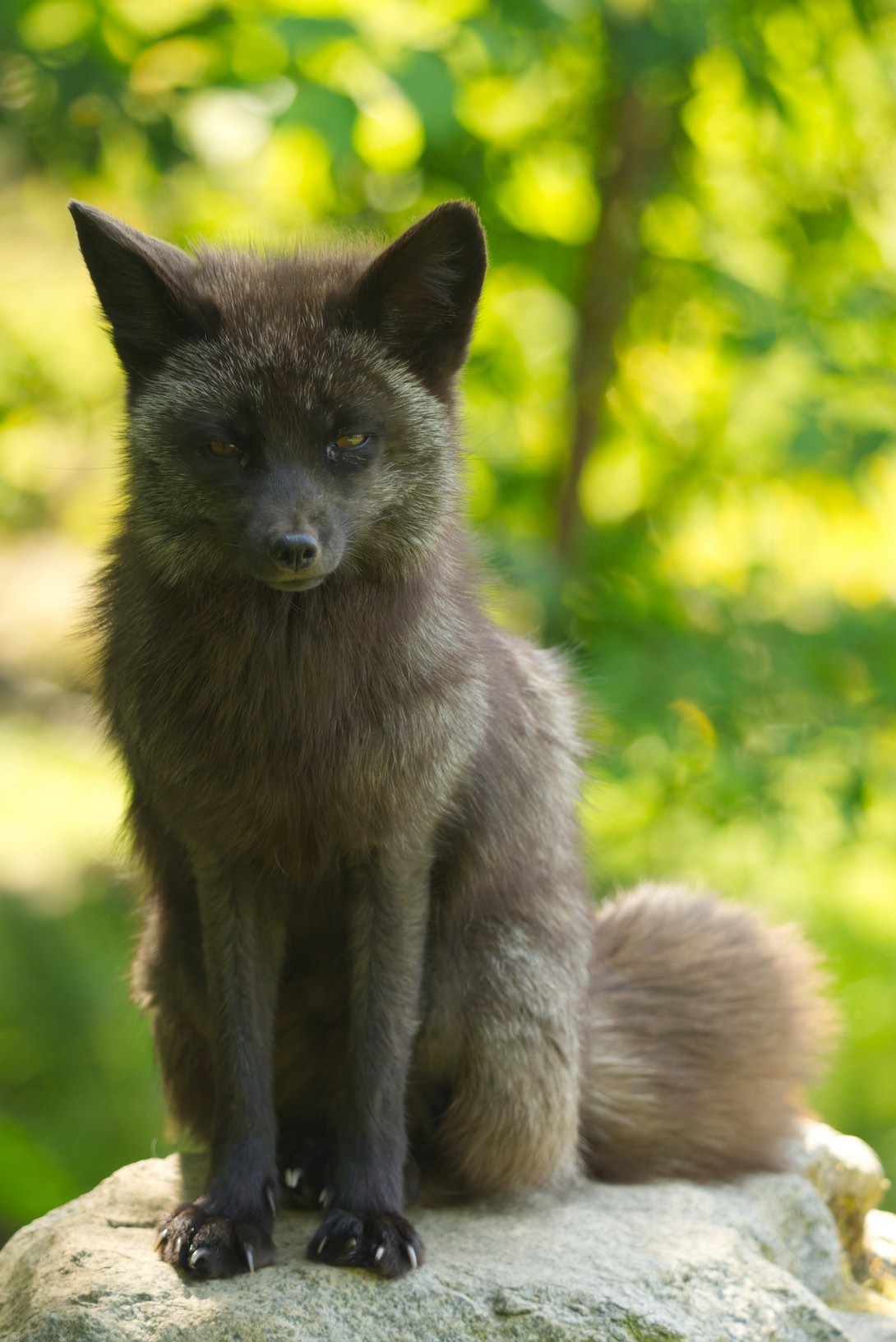 Fox 0615
